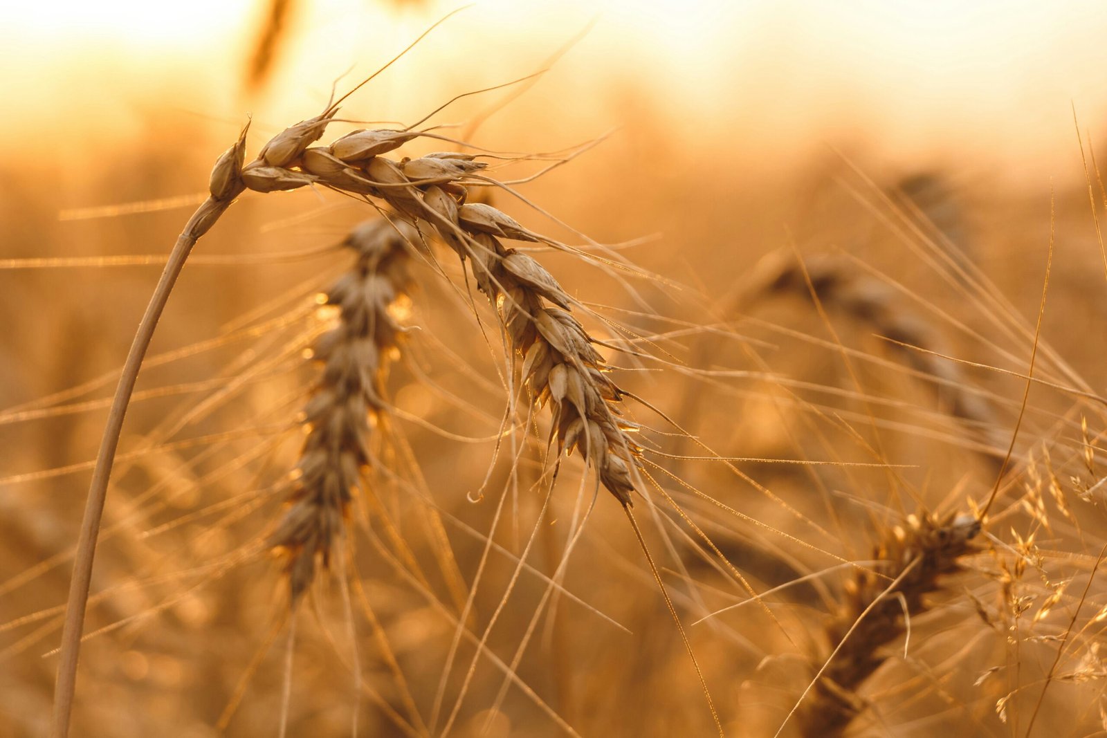 Le Jugement dernier: La parabole du bon grain et de l’ivraie